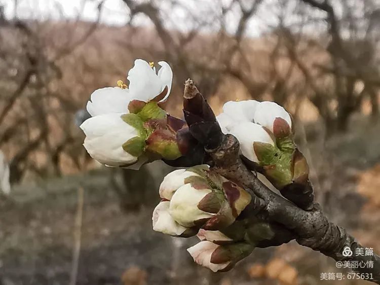 西乡樱桃花图片