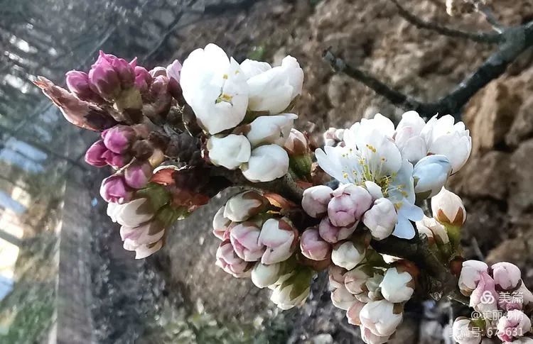 西乡樱桃花图片