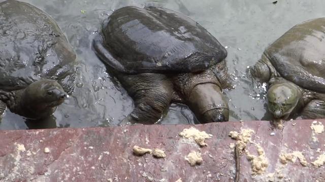 恒河鳖泛滥数量超过100万只个巨大无比却无人敢吃