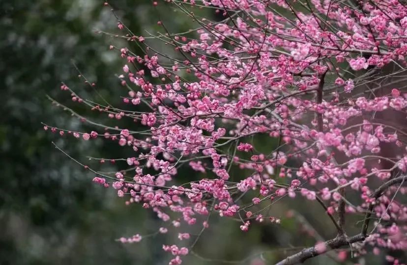 瑪瑙寺中,廟宇的神聖與莊嚴在櫻花的襯托下倒顯得溫柔浪漫了.