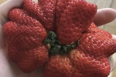 畸形的草莓有毒能不能吃