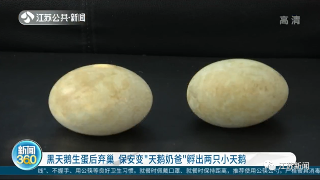 黑天鹅夫妻生蛋后弃巢而去他成了小天鹅们的奶爸