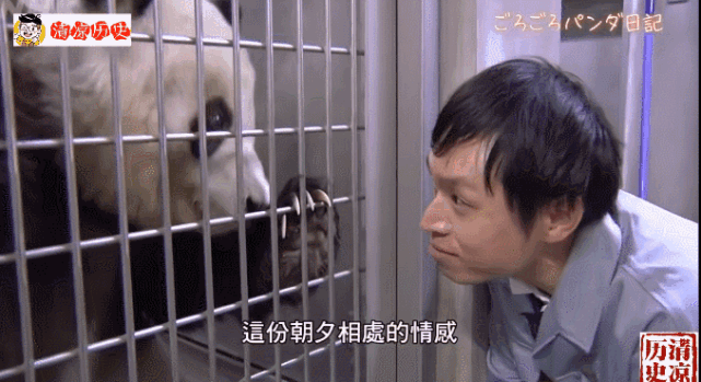 中国大熊猫把日本人搞疯了太变态了