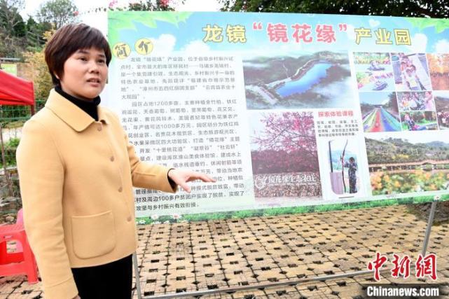 云霄县马铺乡党委书记朱来香介绍镜花缘生态农庄发展现状. 张金川 摄