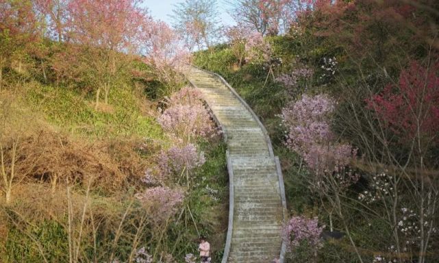 瀘州春季出遊賞花集結地,你想要的