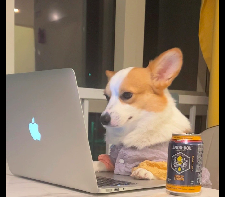 主人上了个厕所的功夫柯基就跑到电脑前帮忙工作了是在摸鱼吗