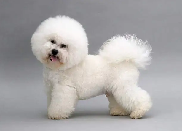 比熊犬是不断尾的,所以它长长的尾巴,很容易被小朋友拉扯,这样的行为