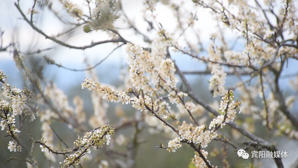 宾阳李花图片