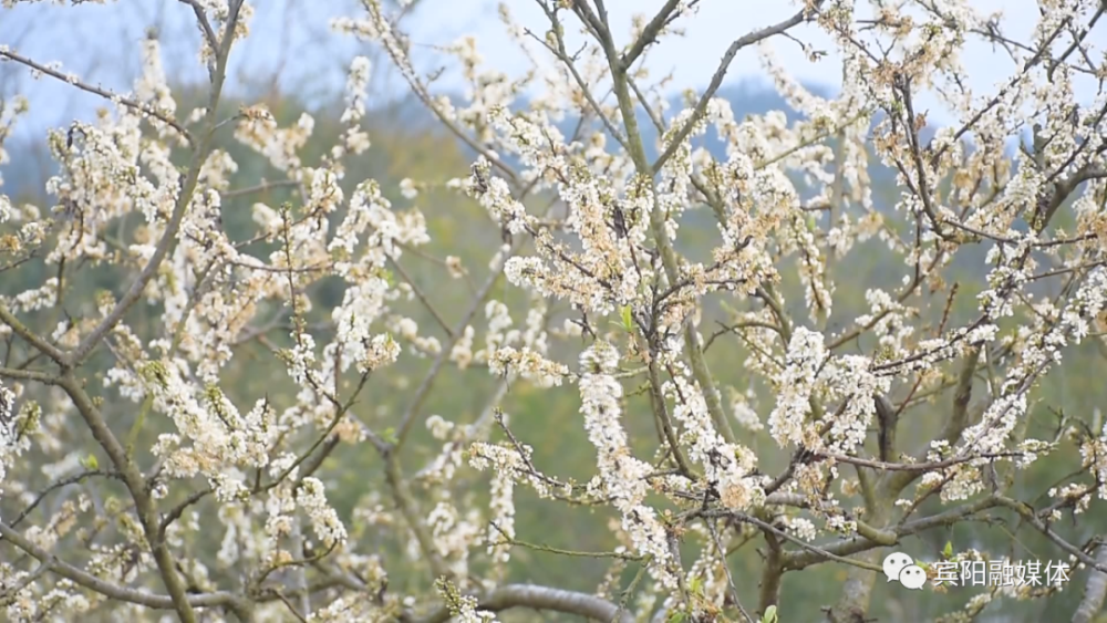 宾阳李花图片