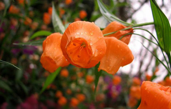 这花寓意庆祝望乡难怪李子柒参加微博之夜时都要戴头上