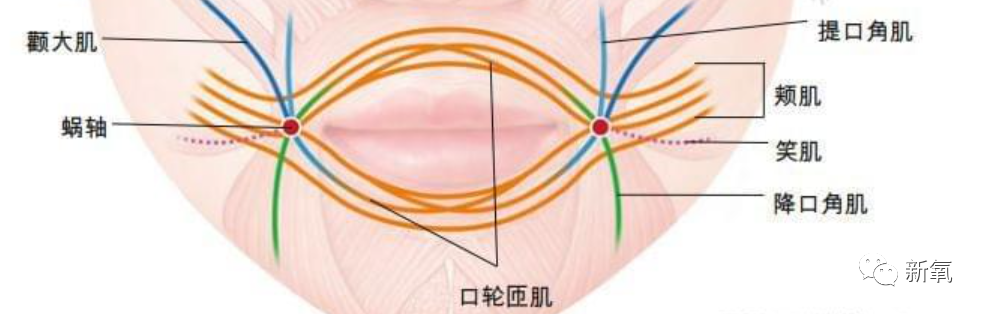 口轮匝肌又分上下两组.
