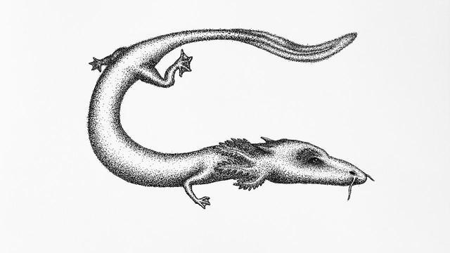 7年交配一次10年不吃不喝洞螈这么懒为何能活到百岁