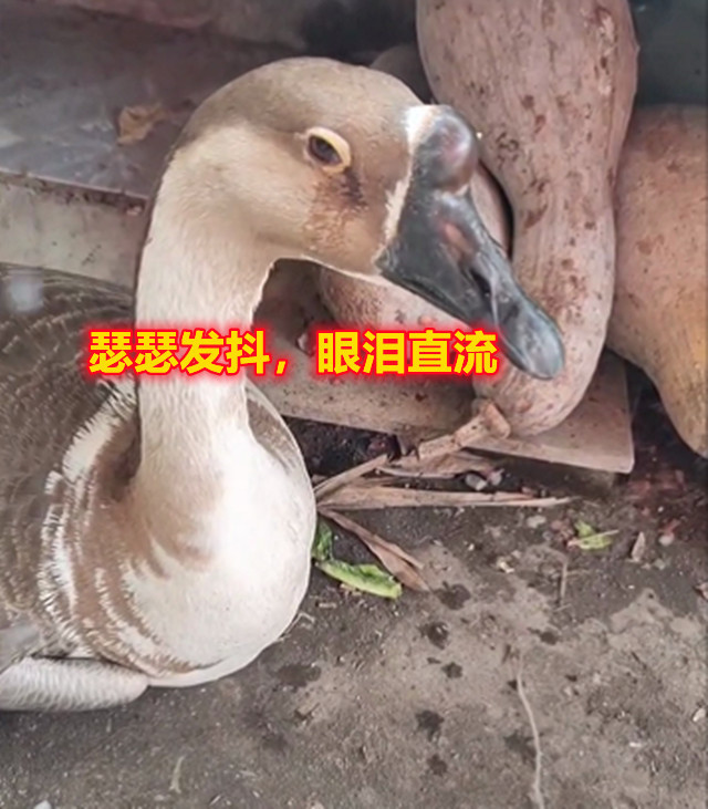 重庆：主人磨刀烧水，大鹅害怕得眼泪直流，一说“吃它”就哭美国印第安人保留地