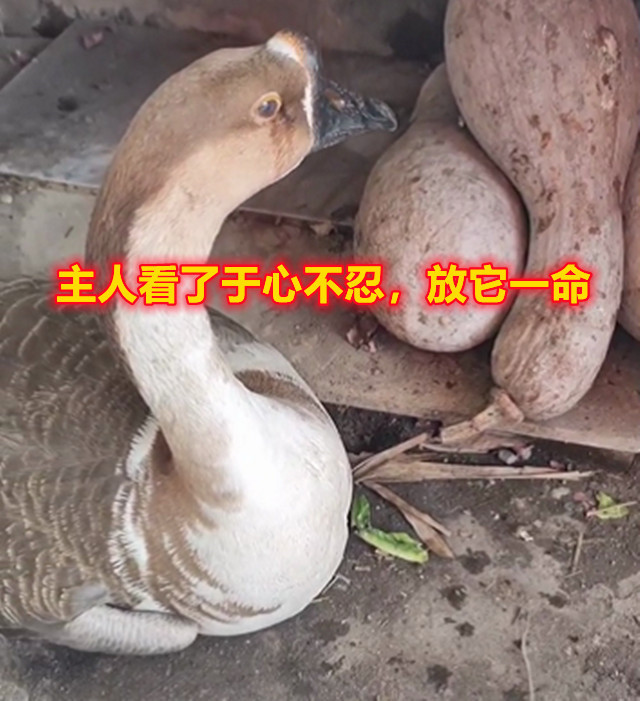 重庆：主人磨刀烧水，大鹅害怕得眼泪直流，一说“吃它”就哭