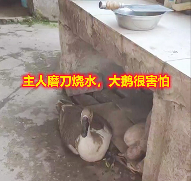 重庆：主人磨刀烧水，大鹅害怕得眼泪直流，一说“吃它”就哭