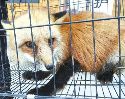 保护动物误入农家找食这次是红尾巴的小赤狐