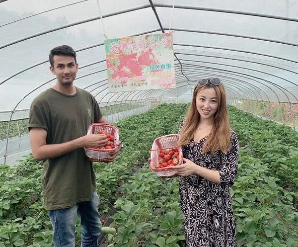 草莓控请注意邻水这家草莓采摘基地搞优惠活动啦