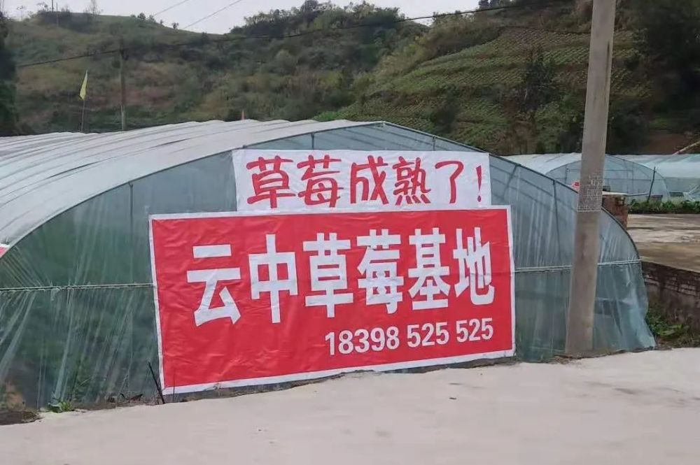 草莓控请注意邻水这家草莓采摘基地搞优惠活动啦
