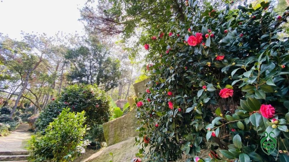 春日時節,廈門植物園裡百花齊放.