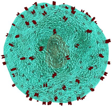清除不稳定的调节性t细胞克服免疫细胞疗法的一个关键临床限制