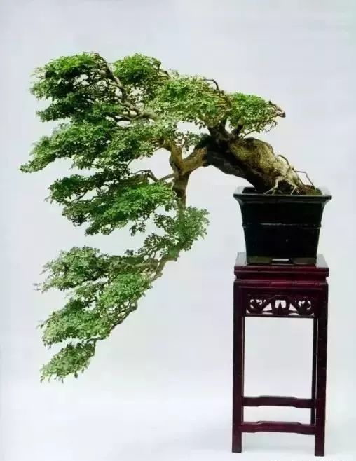 此树种堪称盆景界的活化石