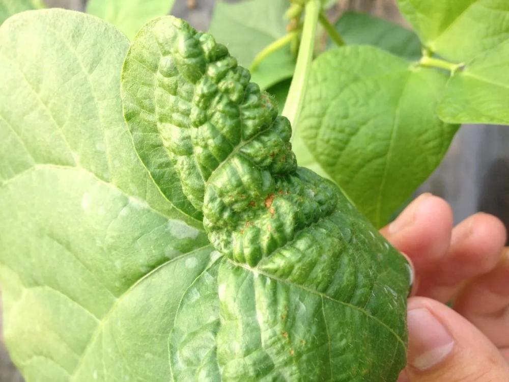 大棚芸豆为何卷叶四种原因所致分清症状对症施治