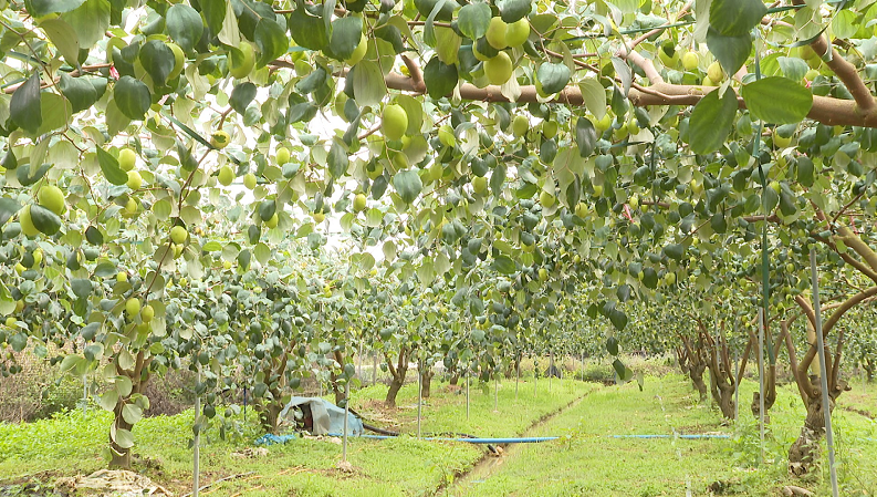 增城这个村的青枣大量成熟一口清甜爽脆
