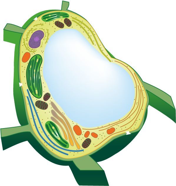 原核生物全系列01細胞生物上