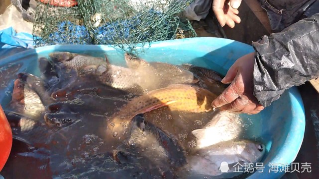 有人在鄭州黃河邊捕捉野生黃河鯉魚