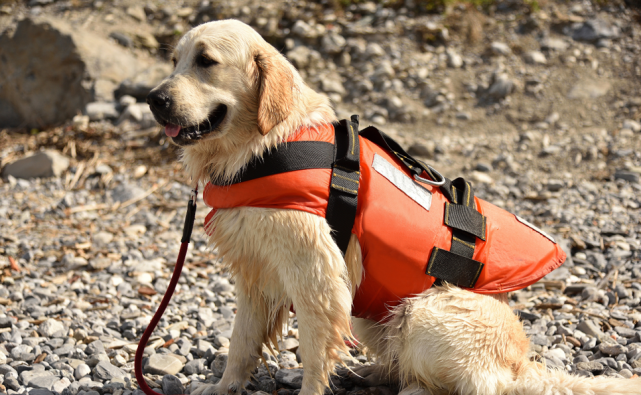 退休搜救犬等你来领养