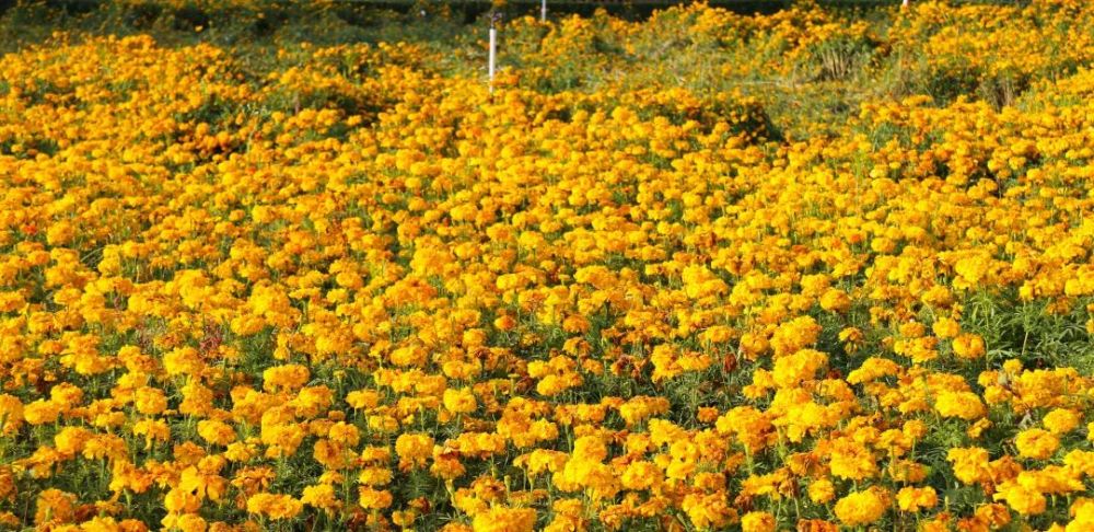 的春光彷彿人的心情也變得明媚起來賞花指南座標:洲村田園花海地點:裡