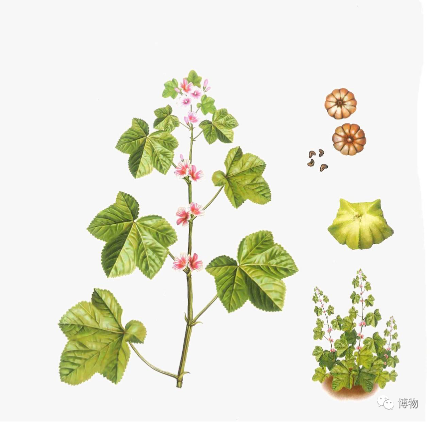 俄乌大地——开满"笑脸"的地方_腾讯新闻