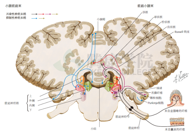 神經解剖學小腦前庭束和前庭小腦束