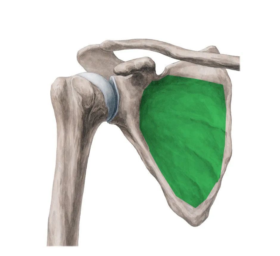 肩胛下肌的解剖这块肌肉为什么会疼?我们又该怎么摆脱这种疼痛呢?