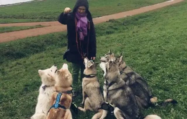 两只 猛兽 从小被哈士奇带大 不出意外被带偏 拆家成共同爱好 腾讯新闻