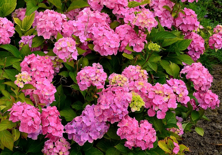 蘇幕遮繡球花莊盤珠 〔清代〕綠侵簾,紅糝徑.穀雨梢頭,花聚春心冷.