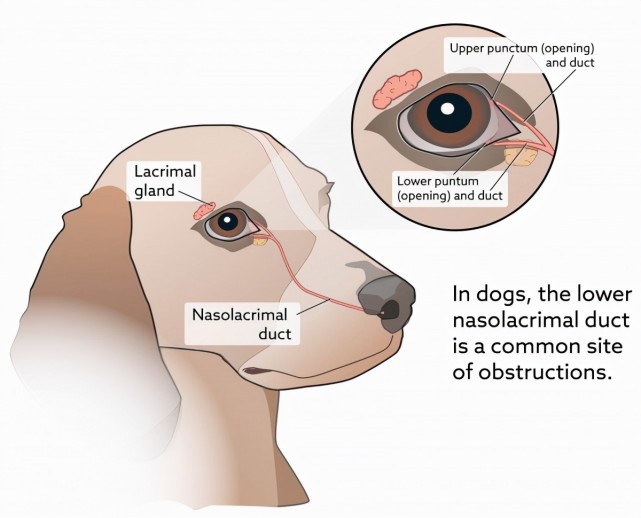 万物有灵重庆一只养了6年的大鹅马上被杀时竟然流泪了