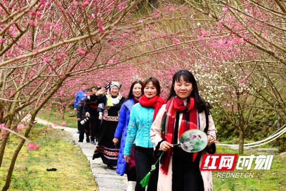 组图丨永顺:梅花开放山村美|永顺县|梅花|洞坎村|陈家坡|刘文化