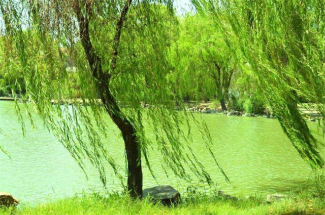 先唐春风杨柳美诗美句八则柳枝无极软春风随意来