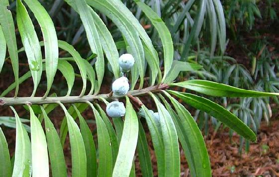 岭南珍稀植物百日青