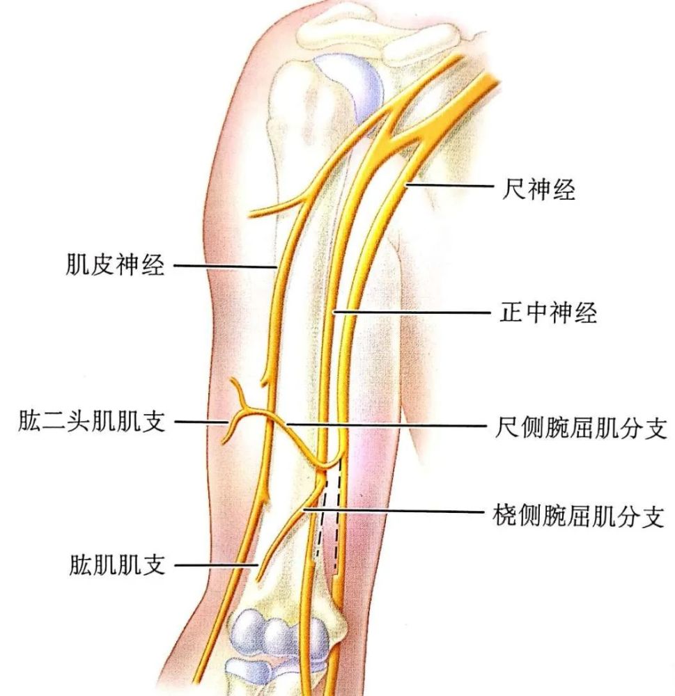 正中神經橈側腕屈肌肌支轉位吻合肌皮神皮神經的肱肌支運動肘關節以