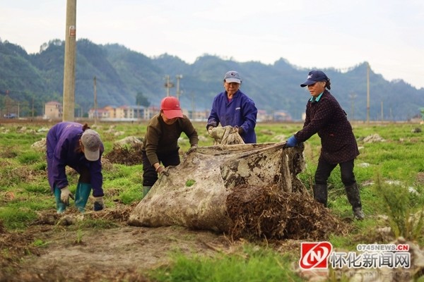 雷公藤种植基地图片