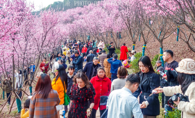 重慶主城地鐵旁的免費花海,遊人摩肩接踵,真的太美太火爆了