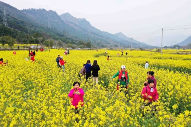 美图油菜花迎春开放户外踏青赏花好悠闲
