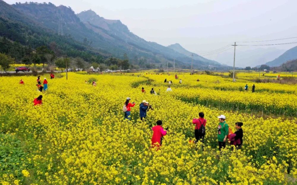 美图油菜花迎春开放户外踏青赏花好悠闲