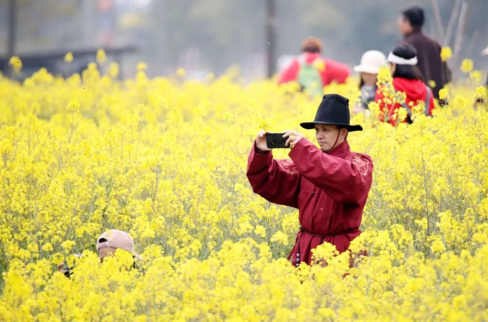 美图油菜花迎春开放户外踏青赏花好悠闲