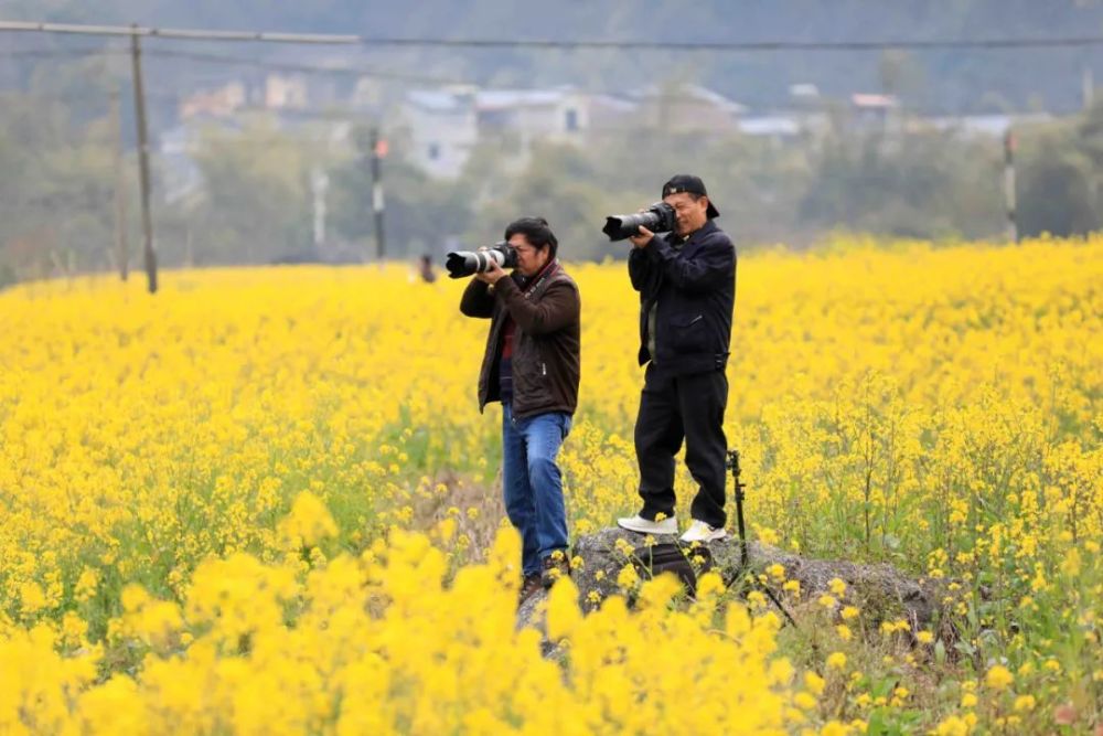 美图油菜花迎春开放户外踏青赏花好悠闲