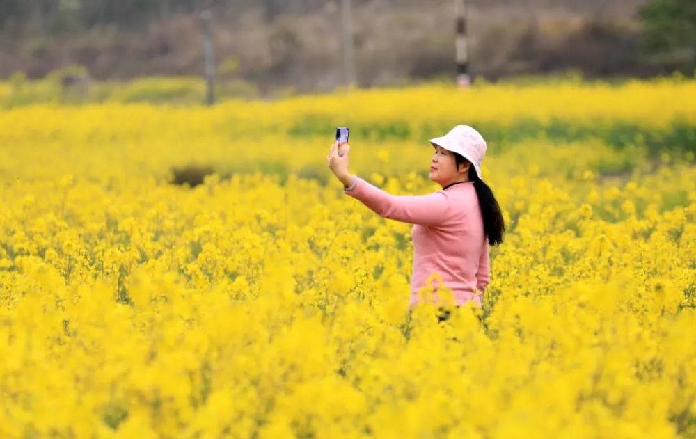 美图油菜花迎春开放户外踏青赏花好悠闲