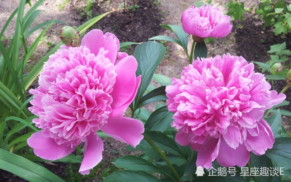 3月1日 31日愛情運勢 配合融洽 攜手摯愛的四大星座 天天看點