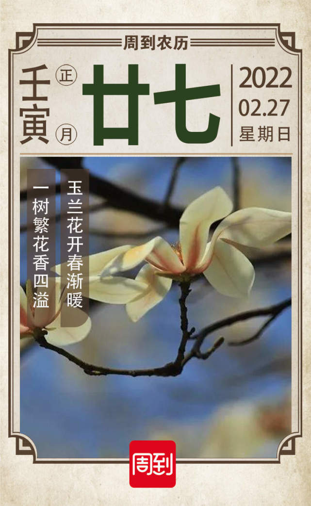 农历中国正月廿七玉兰花开